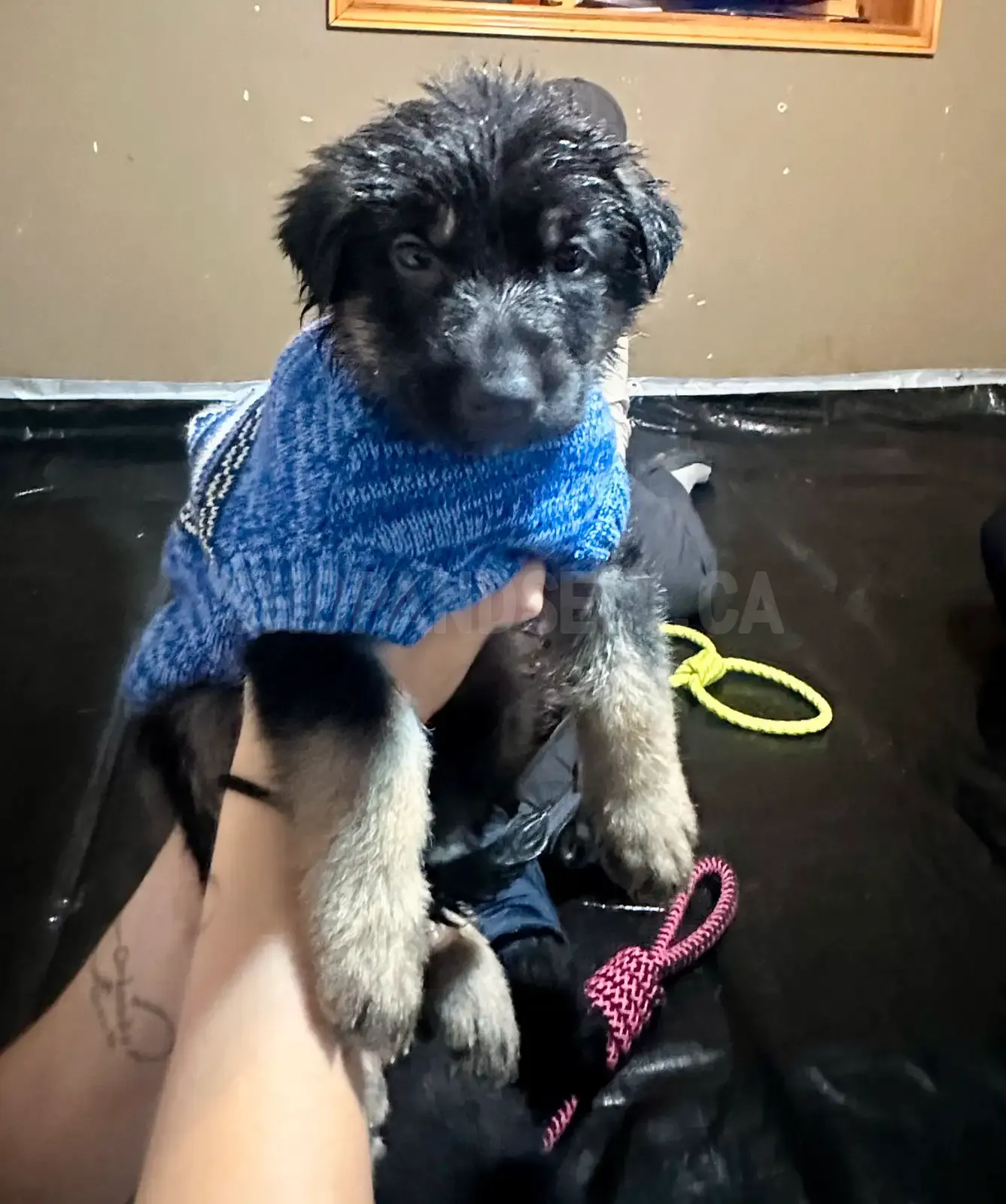 German Shepherd Puppies