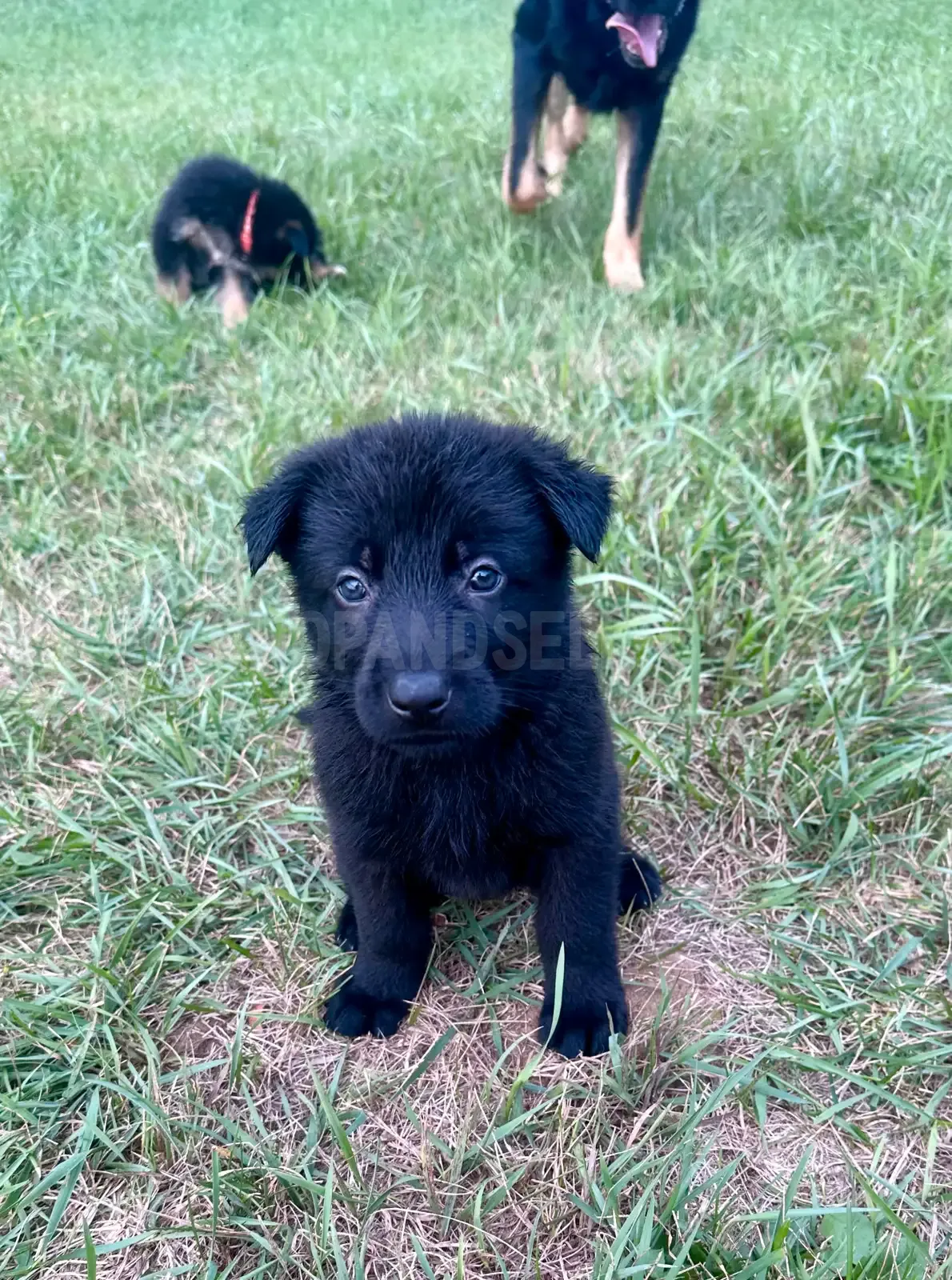 German Shepherd Puppies