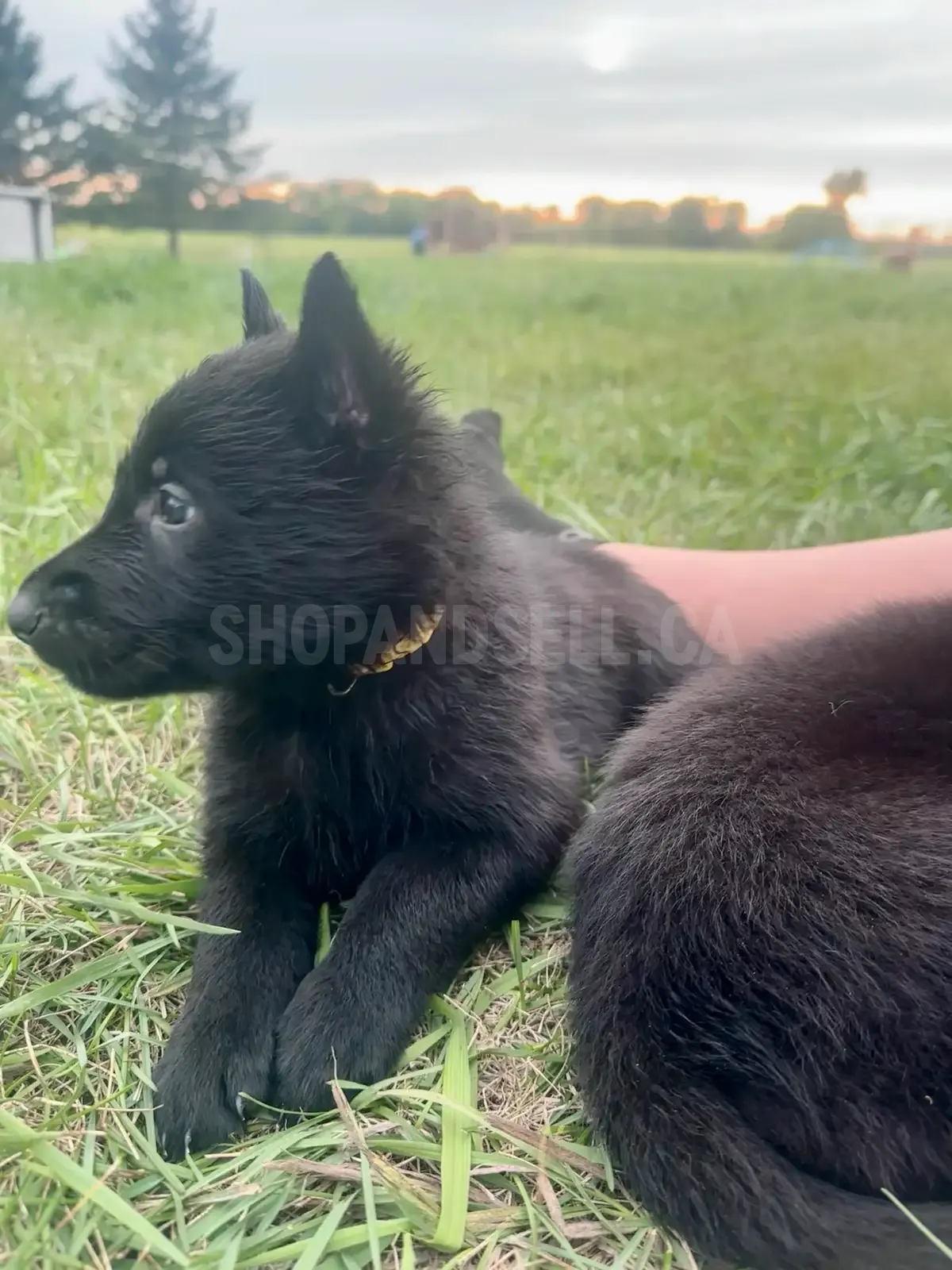 German Shepherd Puppies