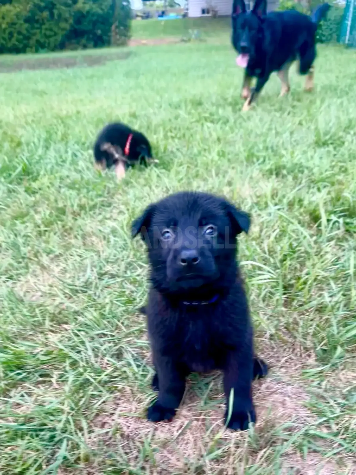 German Shepherd Puppies