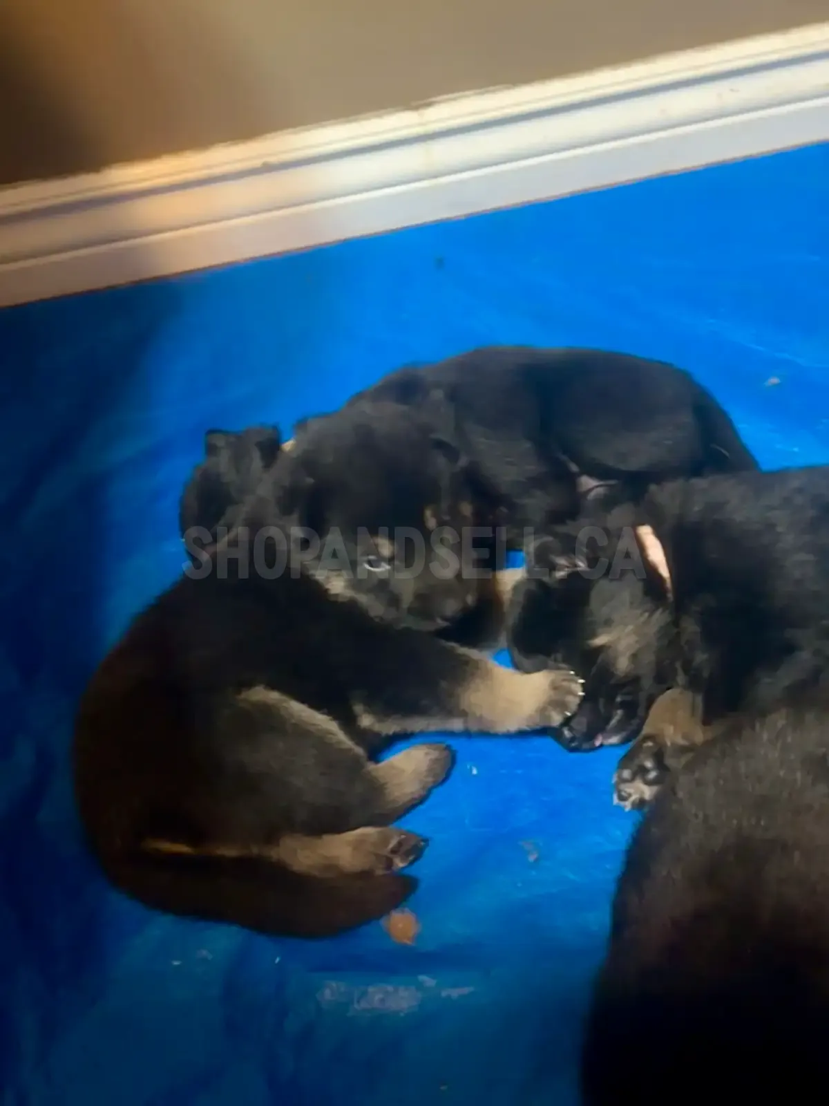 German Shepherd Puppies