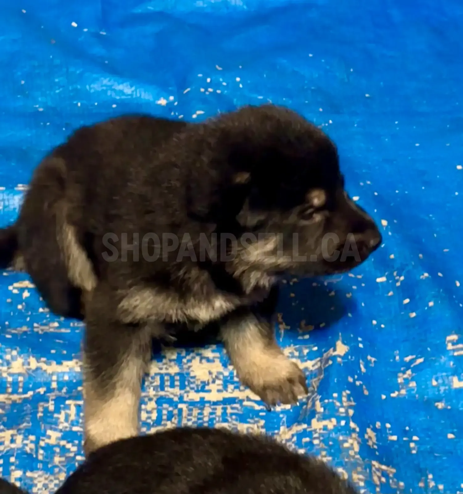 German Shepherd Puppies